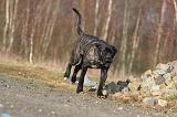 CANE CORSO 807